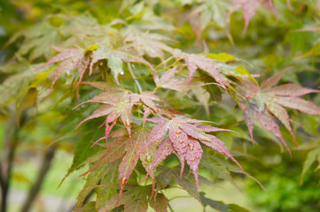 Acer palmatum or japanese maple leaves