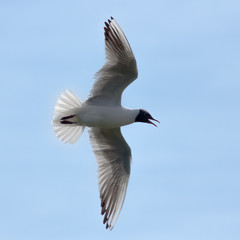 Mouette rieuse