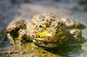 Green frog