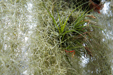 Tillandsia usneoides spiderweb green plant