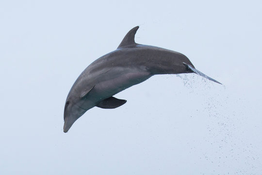 Delfin im Meer springt aus Meer (Delfin in der Luft)