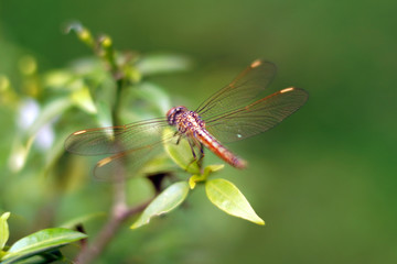 dragonfly on a leaf
