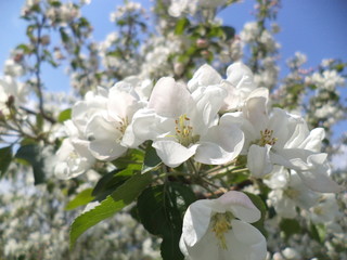 whiting blossoming apple-tree