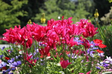 Fototapeta premium Stanley Park - British Columbia