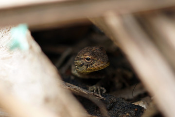 head of a lizard