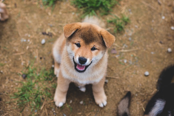 Portrait of smiley and happy japanese red puppy of Shiba inu sitting on the ground