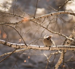 Fototapeta premium bird