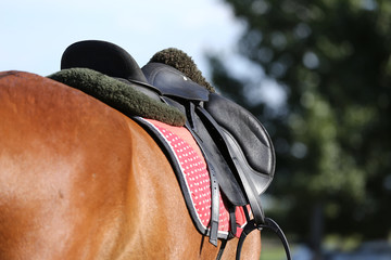 Sport horse close up under old leather saddle on dressage competition. Equestrian sport background. - obrazy, fototapety, plakaty