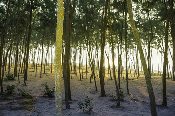 Forest area of Pine tree at the sea beach on the sand in the morning. India, Asia, february 2018.