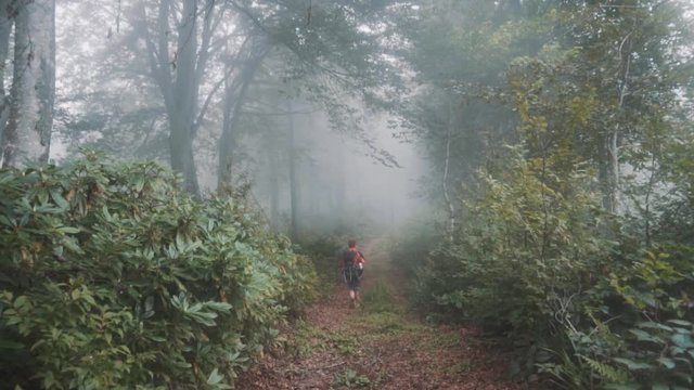 Traveler Girl is walking in to the mist - Mtirala natinal park
