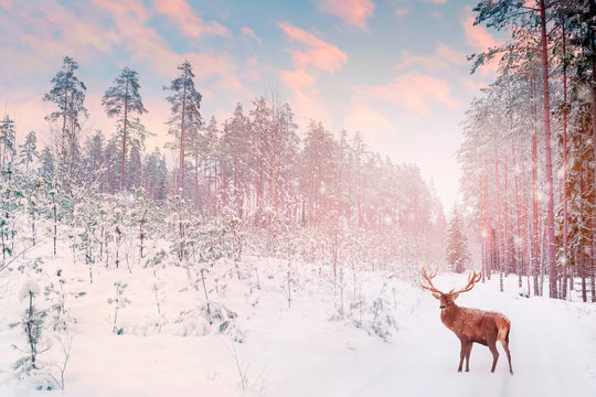 Lonely noble deer mail with big horns against winter fairy forest against sunset. Winter Christmas holiday image.