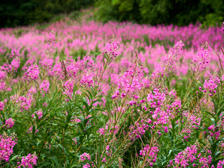 Obraz premium Large field of vibrant and blooming rosebay willowherb
