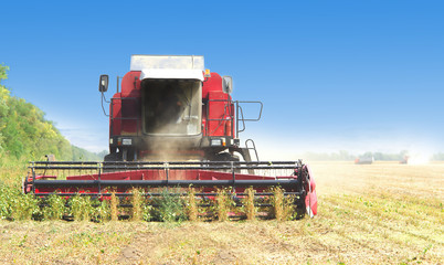 red combine harvester soybean harvest against the blue sky. The farm operates in the field in the...