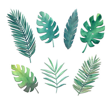 Watercolor leaves set. Hand drawn illustration. Isolated image