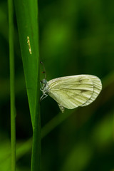 Tintenfleck Weißling