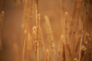 Fototapeta premium Closeup of stalks and grains in golden field
