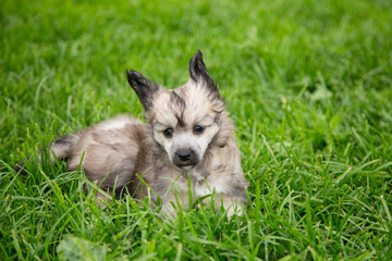 Fototapeta premium Portrait of cute powder puff puppy breed chinese crested dog lying in the green grass on summer day.