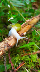 Vibrant green snail crawling on forest floor. - 222673246