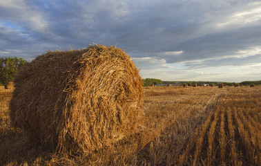 Straw bales in empty field after harvesting time on a background of dark dramatic clouds in overcast sky.