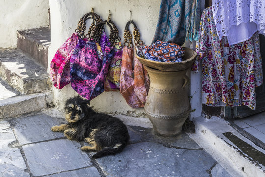 A dog on the threshold of a street shop