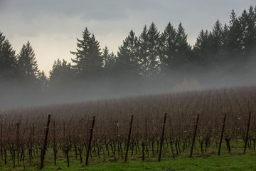 Foggy Vineyards