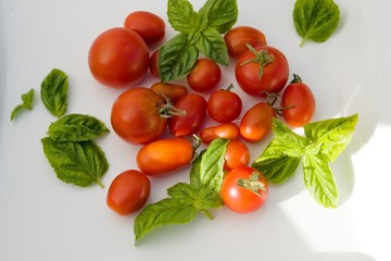 variety of garden tomatoes with fresh Italian basil