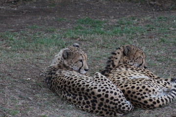 South African Animals