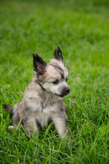 Portrait of cute powder puff puppy breed chinese crested dog sitting in the green grass on summer day.