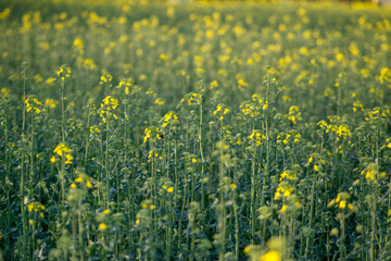 Graß Hintergrund Dekoration