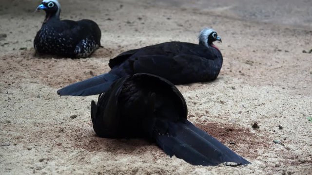 FOOT USA MAINBlack-fronted Piping Guan (Pipile jacutinga) in t the Brazil Bird Park. Foz do Iguacu, Brazil