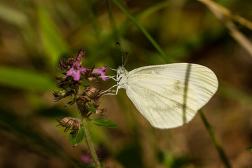 Tintenfleck Wei&szlig;ling