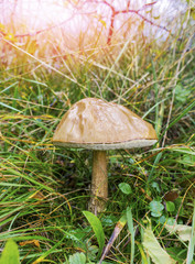 сьедобный гриб растет в лесу 