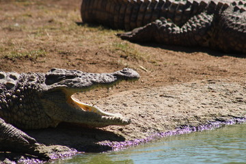 Nile Crocodile