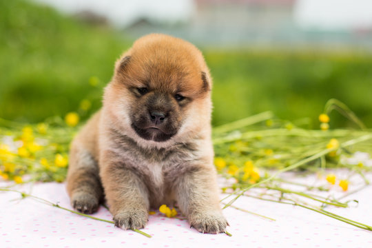 Portrait of funny two weeks old puppy breed shiba inu sitting on the table in the buttercup meadow