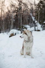 Profile Portrait of free Siberian Husky dog sitting on the snow in winter forest at sunset