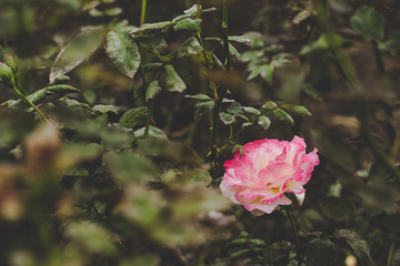 creative foreshortening garden concept of soft focus rose natural flower in flower bed environment 