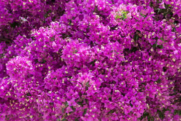 Purple Bougainvillea flowers background, Greece - 222675609