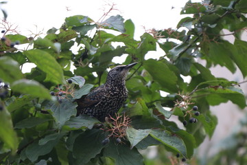 the bird eats the berries