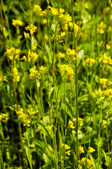 the growth of mustard yellow flowers 
