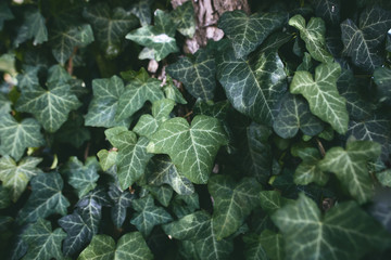 background of ivy green leaves