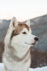 Profile portrait of prideful Beige and White Siberian husky is on the snow.at sunset