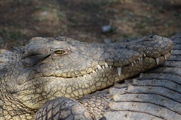 Obraz premium Nile Crocodile