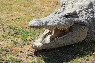 Nile Crocodile