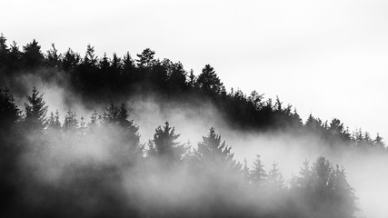 Nebel über dem Schwarzwald