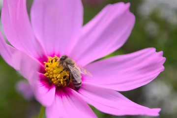 Bienenbesuch