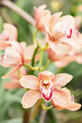 Surprising in their beauty, flowering multicolored orchids grow in the orchidarium.