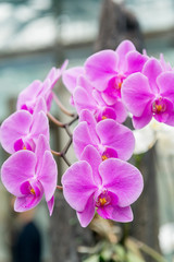 Surprising in their beauty, flowering multicolored orchids grow in the orchidarium.