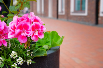 Street pot with pink flowers on blurred background. Landscaping and decoration of city streets.