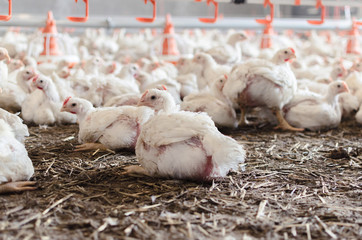 Close up of chicken farm