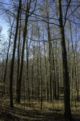 sunny day in winter in the forest